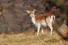 Fallow Deer (Cervus dama)