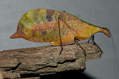 В ТРАВЕ СИДЕЛ КУЗНЕЧИК Leptoderes cf. ornatipennis (Tettigoniidae, Phaneropterinae)