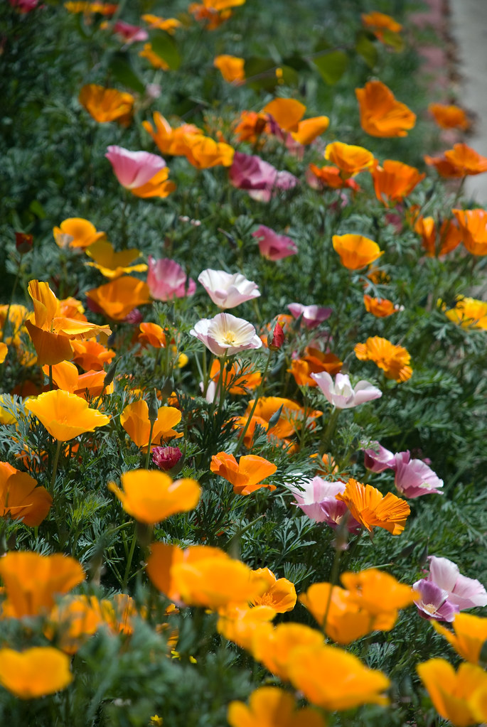 Multi-colored Poppies
