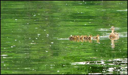 Mama duck with ducklings on green lake