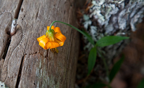 Tiger Lily on Wood