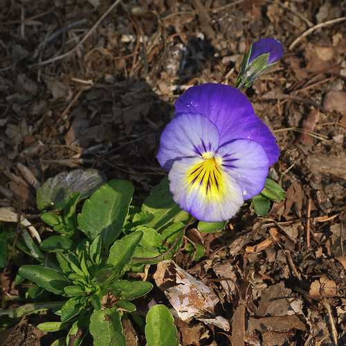 Missouri Botanical Garden (Shaw's Garden), in Saint Louis, Missouri, USA - Pansy, Viola x wittrockiana 'Ultima Morpho' Violaceae