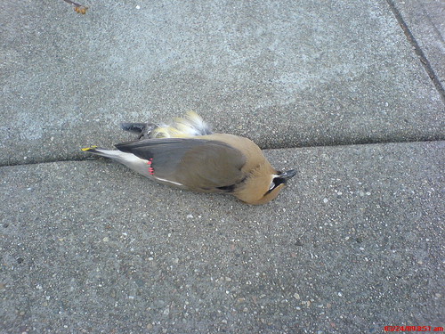 39!--dead bird near my house...