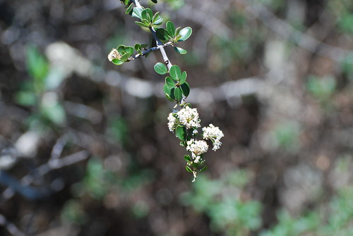 White-Flowering Ceanothus