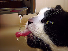 Drinking water by Gerwin Filius, on Flickr