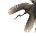 egret takes flight