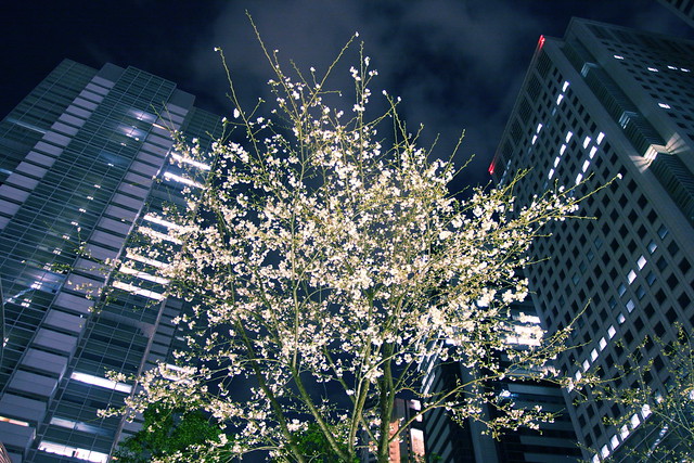 ビル谷間の夜桜