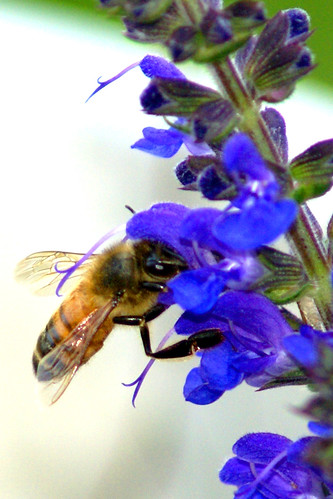 Bee in Blue Salvia