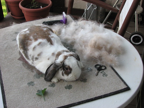 betsy after being brushed