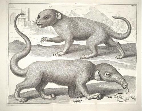 Albertus Seba cabinet of curiosities - anteater and mammal