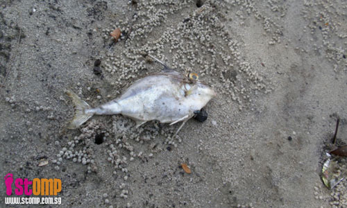 Dead fish at Kranji beach: Poisoned by polluted waters?