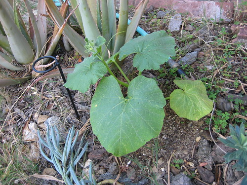 squash growing in front yard
