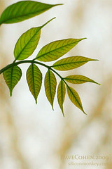 Green leaves and Amber iPhone Wallpaper