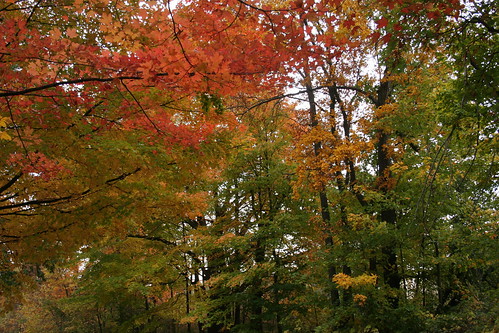 Beneath the Autumn Colors