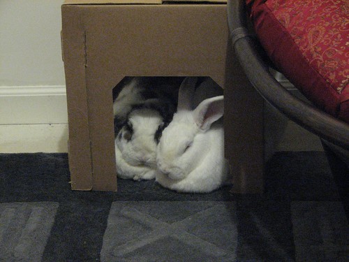 the snuggle box