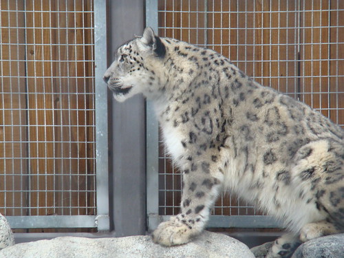 Snow Leopard at the Los Angeles Zoo