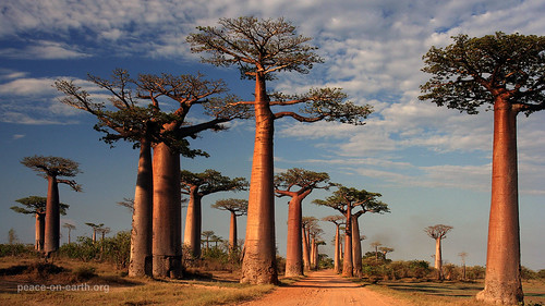 16:9 Landscape Wallpaper (5) - Morondava Madagascar by peace-on-earth.org