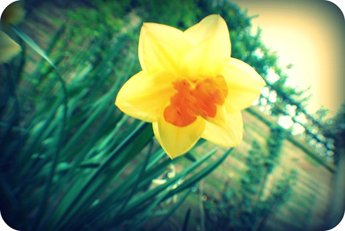 Digital lomo daffodil