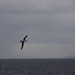 Black-browed Albatross-3