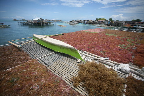 boat and the seaweed