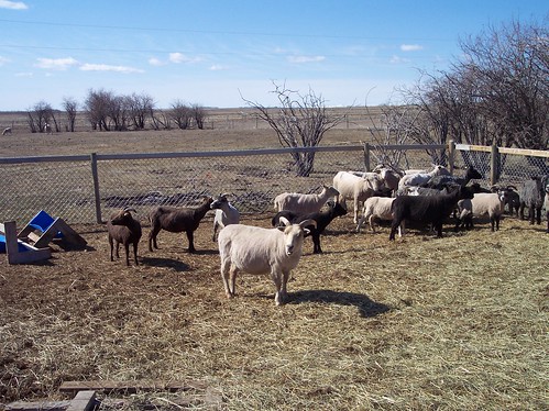 Sheep Shearing II