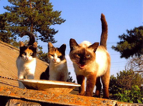 Уральск, коты на крыше