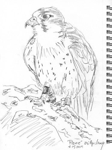 sketches of birds. Bird of prey