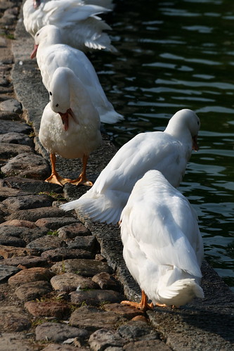 Ducks (by niklausberger)