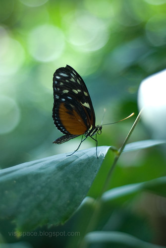 Butterfly Pavillion 06