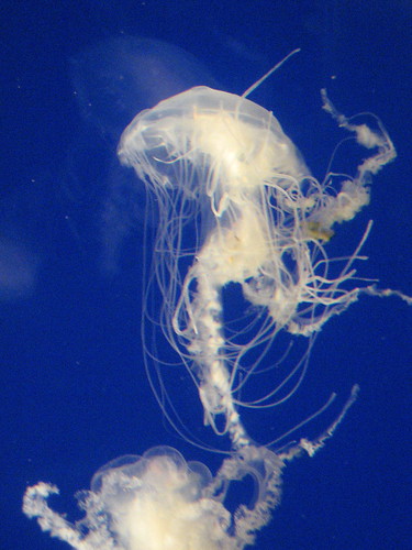 4/27/10-NatlZoo, one of my favorites the jellyfish