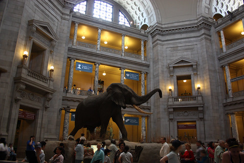 Elephant at the National Museum of Natural History