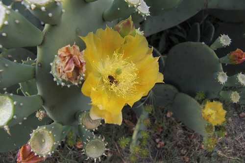 and one more spineless prickly pear flower with bee