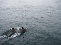 Double dolphins