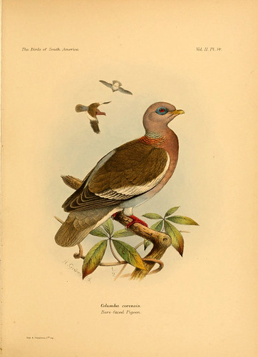 006-Paloma de alas blancas-The birds of South America 1912