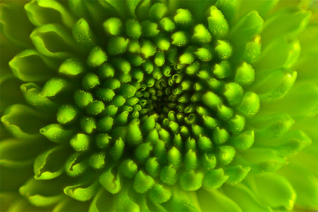 Green Macro Flower