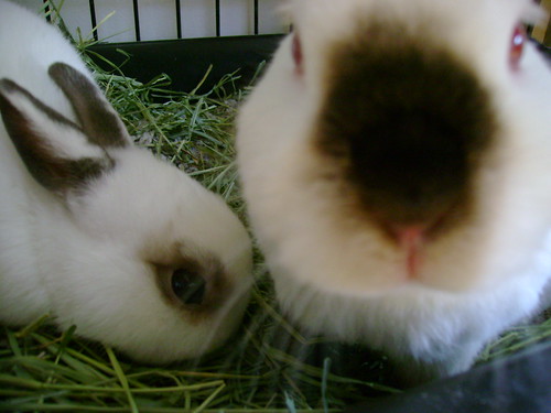silly bunnies