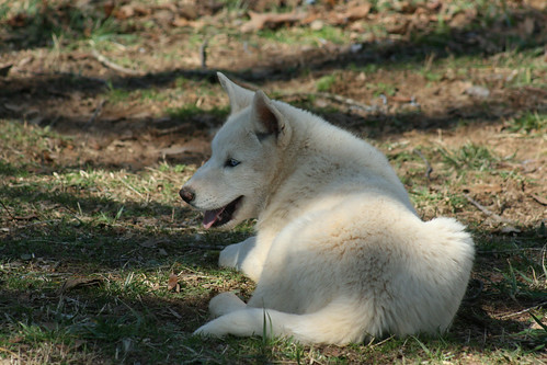 IMG_6113 · IMG_6112 · Pinto the Wolf-Dog Puppy - IMG_6111