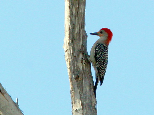 Red-bellied Woodpecker 20090312