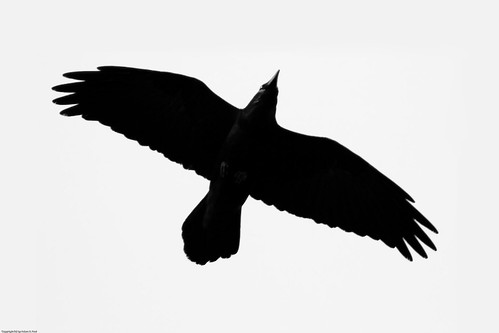 Common Raven by you.