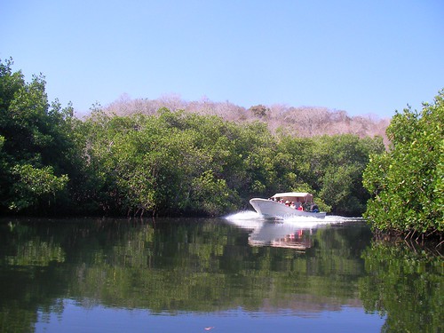 Panga in Mangroves