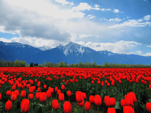 Sea of Red Tulips