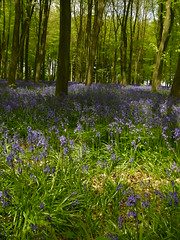 Beeches and Bluebells by Giles C. Watson
