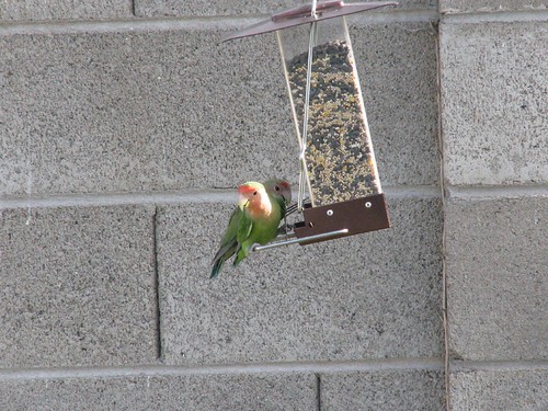 The peach faced lovebirds came back yesterday!