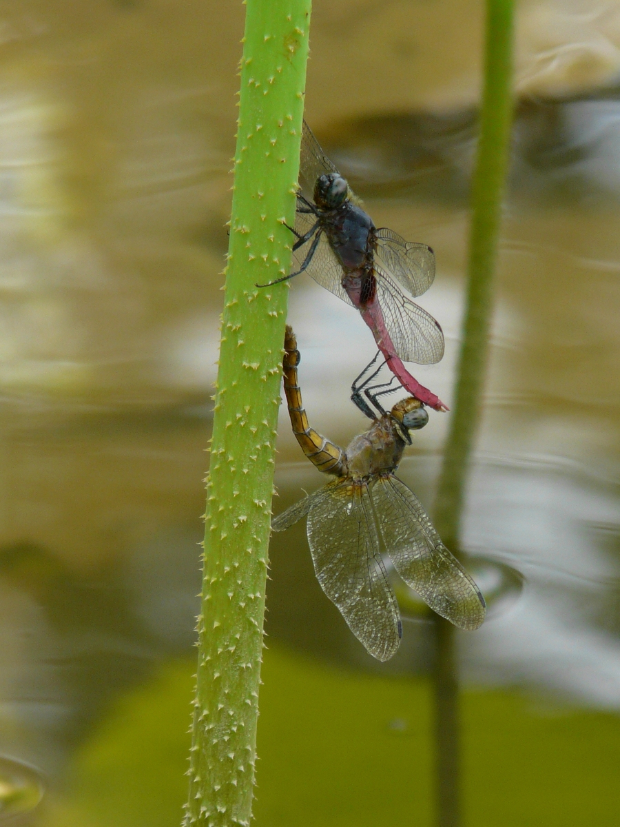 Red-bellied Skimmers (Orthetrum pruinosum neglectum) - 霜白蜻蜓