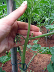 training tomatoes to one stem