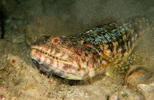 Hawaiian Lizardfish