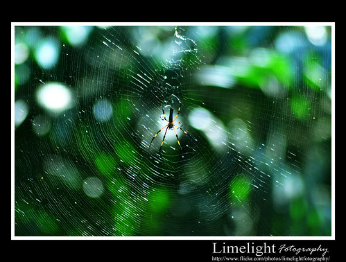 Spider and the Web by Limelight Fotography