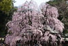 枝垂桜七分咲き
