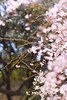 六義園の枝垂桜。