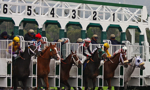 Thoroughbred Horse Racing (Group)